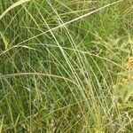 Carex lasiocarpa Folla