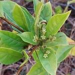 Rotheca microphylla Folha