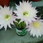 Echinopsis oxygona Flower