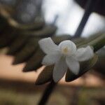 Angraecum aporoides Blomma