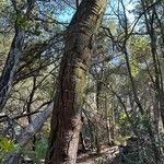 Quercus virginiana Bark