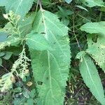 Collinsonia canadensis Hoja