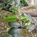 Antiaris toxicaria Leaf
