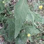 Lapsana communis 葉