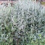 Teucrium fruticansMuu