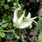Trifolium fucatum Bloem