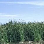 Typha orientalis Habit