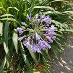 Agapanthus inapertus Flower
