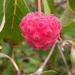 Cornus kousa Fruct