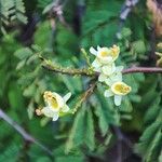 Caesalpinia coriaria Fiore