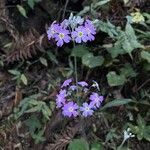 Primula malacoides Virág