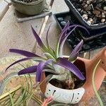 Tillandsia paucifolia 葉