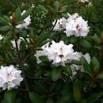 Rhododendron przewalskii Floare