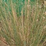 Agropyron cristatum Hábitos