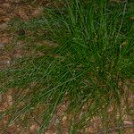 Carex remota 整株植物