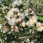Baccharis pilularis Frukt
