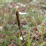 Carex uncinioides Habit