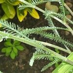 Achillea distans पत्ता