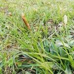 Carex vaginata Λουλούδι