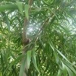 Acacia confusa Lehti