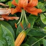 Lilium henryi Flor