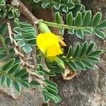 Hippocrepis biflora Flower