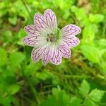 Geranium versicolor 花