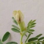 Vicia pannonica Blüte