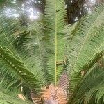 Encephalartos kisambo 葉