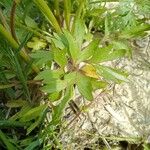 Ranunculus arvensis Blad