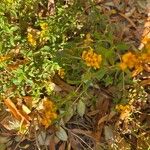 Tagetes lucida പുഷ്പം