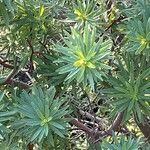 Euphorbia dendroidesLeaf