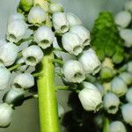 Muscari botryoides Fleur