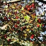 Crataegus azarolus Fruit