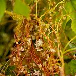 Cuscuta europaea 叶