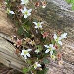 Rubus ursinus 花