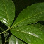 Angostura granulosa Hoja
