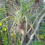 Tillandsia utriculata Fulla