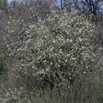 Ceanothus cuneatus Habitus