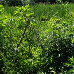 Salix eriocephala Habit