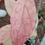 Hoya purpureofusca Leaf