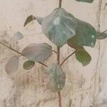 Dombeya rotundifolia Flower