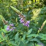Desmodium canadense Çiçek