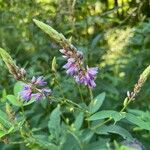 Desmodium canadense Blüte