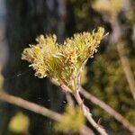 Petrosedum rupestre Fruto