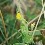 Lathyrus aphaca Flor
