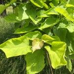 Catalpa ovataFeuille