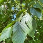 Betula lenta Hostoa