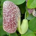 Aristolochia littoralis Fula