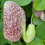 Aristolochia littoralis Квітка